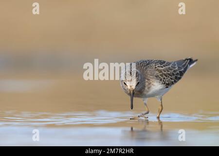 Stint di Temminck (Calidris tempminckii) i più piccoli waders in Europa. Foto Stock