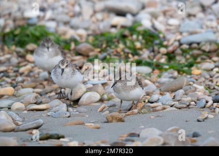 Stint di Temminck (Calidris tempminckii) i più piccoli waders in Europa. Foto Stock