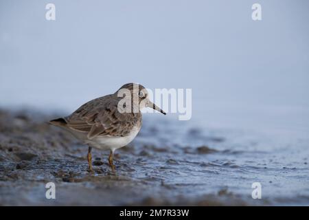 Stint di Temminck (Calidris tempminckii) i più piccoli waders in Europa. Foto Stock