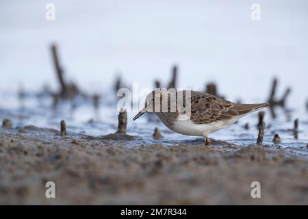 Stint di Temminck (Calidris tempminckii) i più piccoli waders in Europa. Foto Stock