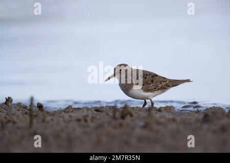 Stint di Temminck (Calidris tempminckii) i più piccoli waders in Europa. Foto Stock