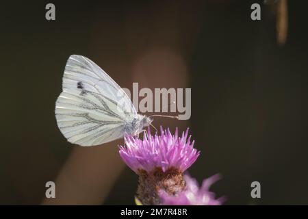 Un bianco venato verde (Pieris napi) si nutre sul mimetizzato di Thompson Common in Norfolk Foto Stock