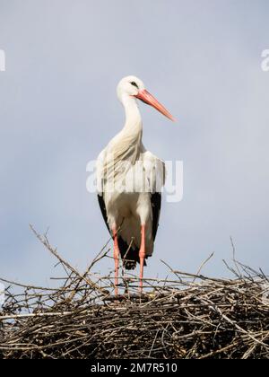 Cicogna bianca sul nido, Silves, Algarve, Portogallo, Europa Foto Stock
