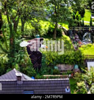 Aquila calva (Haliaeetus leucocephalus) vola sopra la casa e il giardino, prigioniero, spettacolo di volo nel parco degli uccelli, Adlerwarte Berlebeck, Detmold, Germania Foto Stock