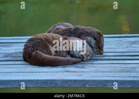 Lontra europea (Lutra lutra), due animali sdraiati sul lungomare con la coda in bocca, in cattività, estate, Germania Foto Stock