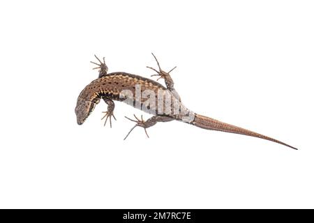 Lucertola di sabbia (Lacerta agilis), tagliata, fondo bianco Foto Stock