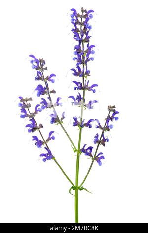 Prato clario (Salvia pratensis) pianta, fiore, isolato, sfondo bianco Foto Stock