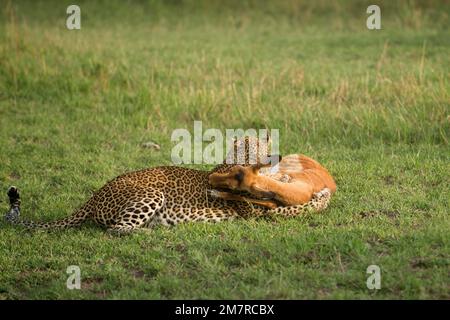 leopardo africano uccidendo una femmina Impala a Masai Mara, Kenya Foto Stock