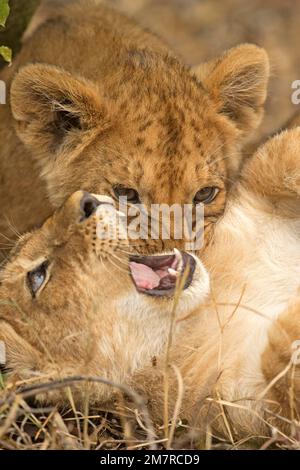 Colpo di testa di cuccioli di leone di WO che giocano l'uno con l'altro a Masai Mara, Kenya Foto Stock