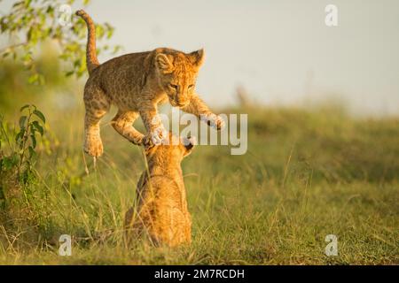 Due cuccioli di leone che giocano l'uno con l'altro nelle praterie di Masai Mara, Kenya Foto Stock