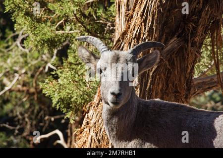 giovane pecora di bighorn nel deserto di fronte ad un ginepro Foto Stock