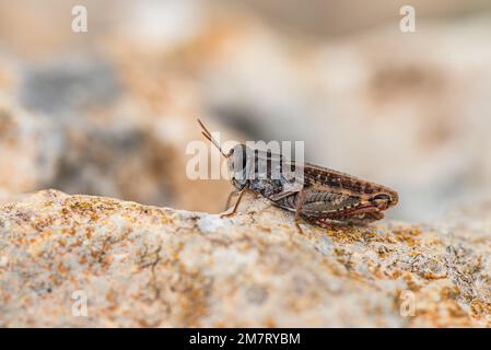 Grasshopper a corna corta, Calliptamus barbarus, Maiorca, Spagna, Europa Foto Stock