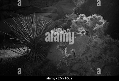 Cactus di Cholla Foto Stock