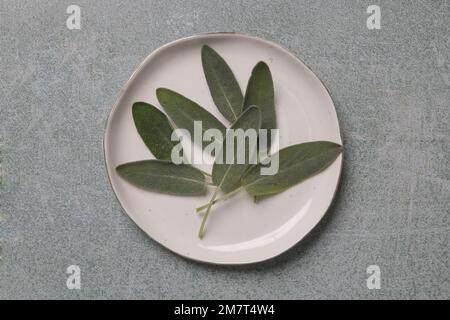 Foglie di salvia comuni raccolte di recente su piatto di porcellana bianca. Foto Stock