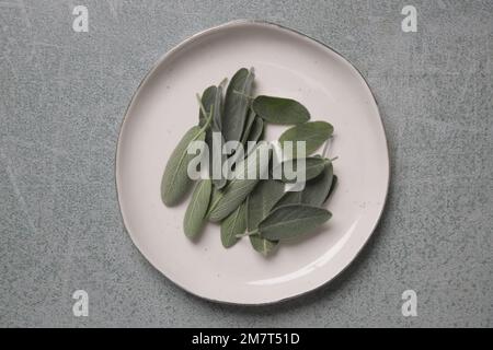 Foglie di salvia comuni raccolte di recente su piatto di porcellana bianca. Foto Stock