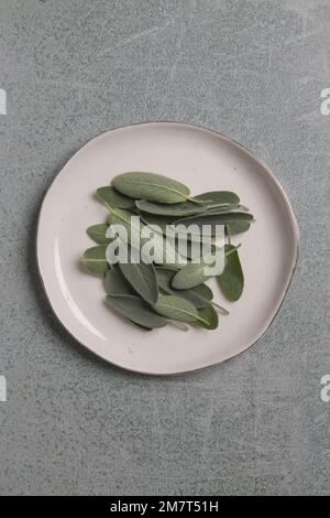 Foglie di salvia comuni raccolte di recente su piatto di porcellana bianca. Foto Stock