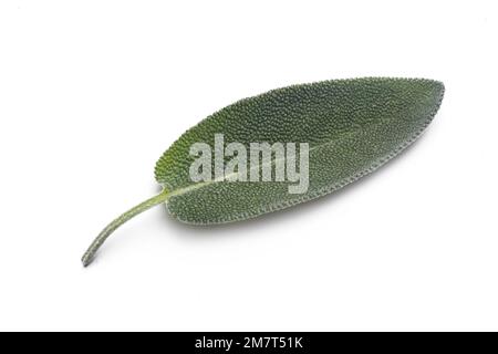 Foglia di salvia comune appena raccolta isolata su fondo bianco. Foto Stock