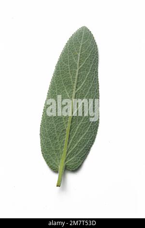 Foglia di salvia comune appena raccolta isolata su fondo bianco. Foto Stock