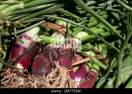 Vista completa di cipolle verdi fresche agroecologiche biologiche crude da un sistema agricolo sostenibile e sano. Concetti: Nutrizione, sostenibilità in agr Foto Stock