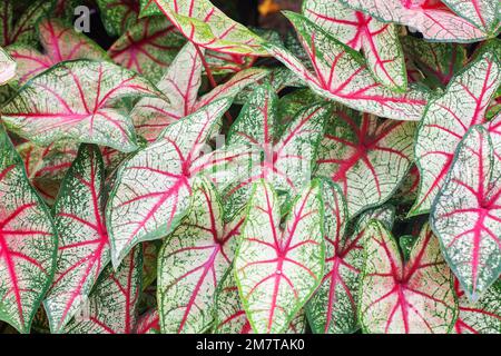 Sfondo foglie bicolore Caladium, bianco Caladium Queen verde rosso struttura foglia closeup, cuore colorato forma fogliame modello, esotica pianta tropicale Foto Stock