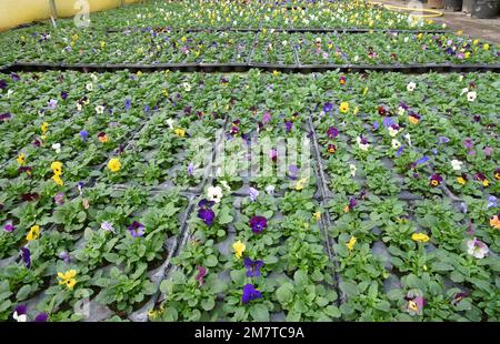 05 gennaio 2023, Sassonia, Lipsia: Nel vivaio di famiglia Felgenträger cresce in una serra di diversi colori violetti cornuti. La violetta cornuta (Viola cornuta), con un'altezza di crescita di 20 a 30 centimetri, appartiene alle oltre 100 specie e varietà di primi bloomers, che vengono coltivati per la vendita nelle serre su una superficie di 3000 metri quadrati a 0-10 gradi. Le temperature esterne insolitamente elevate stanno attualmente svolgendo un ruolo positivo nel riscaldamento delle serre, in quanto nelle ultime settimane è stato richiesto meno riscaldamento. Tuttavia, i costi energetici sono aumentati molto, come i costi elevati sono inc Foto Stock