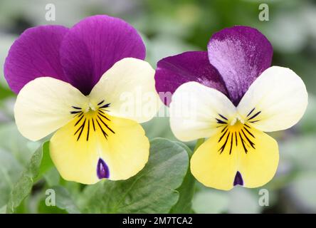 05 gennaio 2023, Sassonia, Lipsia: Nel vivaio di famiglia Felgenträger cresce in una serra di diversi colori violetti cornuti. La violetta cornuta (Viola cornuta), con un'altezza di crescita di 20 a 30 centimetri, appartiene alle oltre 100 specie e varietà di primi bloomers, che vengono coltivati per la vendita nelle serre su una superficie di 3000 metri quadrati a 0-10 gradi. Le temperature esterne insolitamente elevate stanno attualmente svolgendo un ruolo positivo nel riscaldamento delle serre, in quanto nelle ultime settimane è stato richiesto meno riscaldamento. Tuttavia, i costi energetici sono aumentati molto, come i costi elevati sono inc Foto Stock