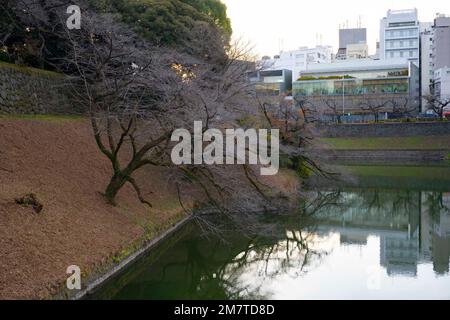 Tokyo, Giappone. 6th Jan, 2023. Il Palazzo Imperiale (çš‡å±…, KÅkyo) è la residenza principale dell'Imperatore del Giappone, situata nel cuore di Tokyo. Il palazzo è circondato da un grande fossato e da una serie di mura in pietra, i giardini del palazzo sono aperti al pubblico in alcuni periodi e i visitatori possono entrare nel palazzo attraverso il Ponte Nijubashi, e vedere il bellissimo Giardino Orientale del palazzo. Il palazzo è un importante sito storico e culturale, ed è un importante simbolo della storia e della monarchia del Giappone. Il palazzo non è aperto al pubblico, ma il palazzo è aperto al pubblico Foto Stock