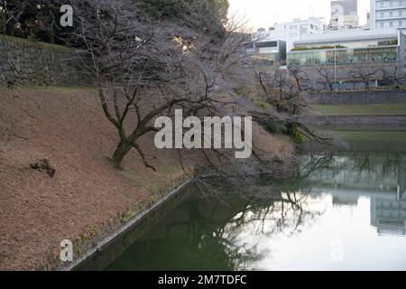 Tokyo, Giappone. 6th Jan, 2023. Il Palazzo Imperiale (çš‡å±…, KÅkyo) è la residenza principale dell'Imperatore del Giappone, situata nel cuore di Tokyo. Il palazzo è circondato da un grande fossato e da una serie di mura in pietra, i giardini del palazzo sono aperti al pubblico in alcuni periodi e i visitatori possono entrare nel palazzo attraverso il Ponte Nijubashi, e vedere il bellissimo Giardino Orientale del palazzo. Il palazzo è un importante sito storico e culturale, ed è un importante simbolo della storia e della monarchia del Giappone. Il palazzo non è aperto al pubblico, ma il palazzo è aperto al pubblico Foto Stock