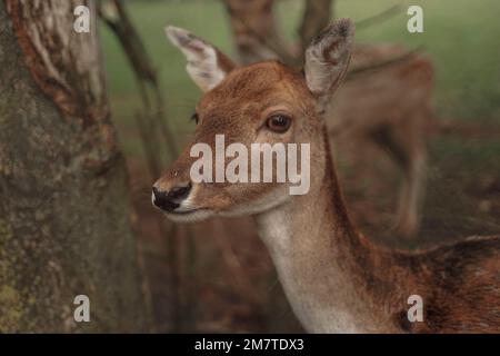 Primo piano ritratto di capriolo, capriolo marrone giovane guarda nella lente, un simpatico indifeso gullible animale Foto Stock