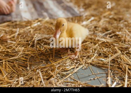 Anatre gialle vive accanto al primo piano di fieno fresco. il concetto di allevare animali in una fattoria Foto Stock