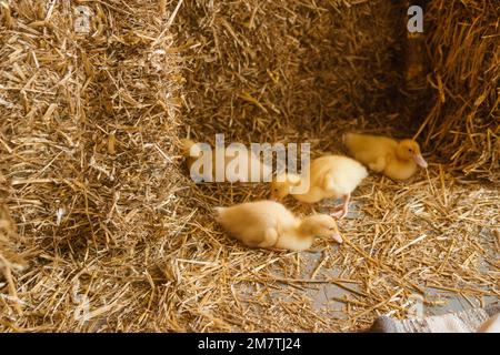 Anatre gialle vive accanto al primo piano di fieno fresco. il concetto di allevare animali in una fattoria Foto Stock