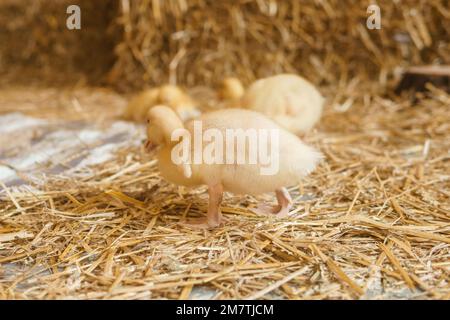 Anatre gialle vive accanto al primo piano di fieno fresco. il concetto di allevare animali in una fattoria Foto Stock