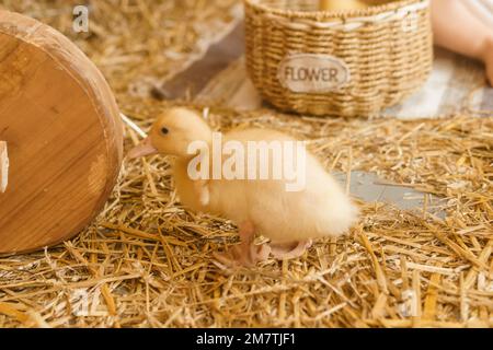 Anatre gialle vive accanto al primo piano di fieno fresco. il concetto di allevare animali in una fattoria Foto Stock