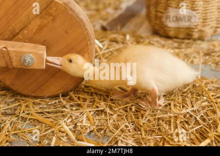 Anatre gialle vive accanto al primo piano di fieno fresco. il concetto di allevare animali in una fattoria Foto Stock