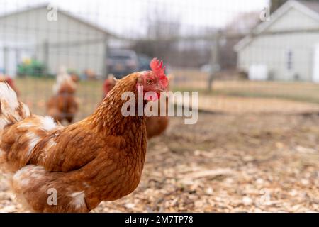 Divertente pollo guardando curioso tenendo un occhio vigile sulla situazione. Foto Stock