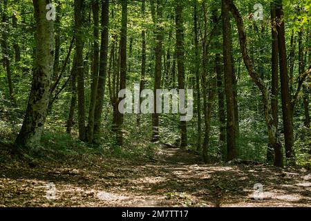 Verde foresta alberi sole. Misterioso paesaggio estivo. Alti alberi di faggio illuminati dal luminoso sole del mattino. Non c'è gente, una passeggiata all'aria aperta. Bella Foto Stock