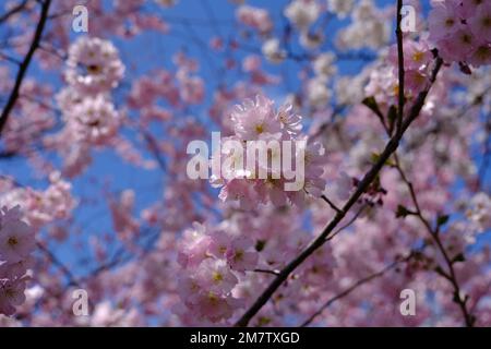 Un primo piano di fiori rosa su un albero di ciliegio con petali delicati sullo sfondo isolato Foto Stock