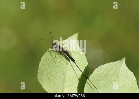 Femmina Ichneumon vespa con un lungo ovipositor cammina su una foglia di pera. Complesso dolichomitus, sottofamiglia Pimplinae, famiglia Ichneumon vespe, Ichneumonidae. Foto Stock
