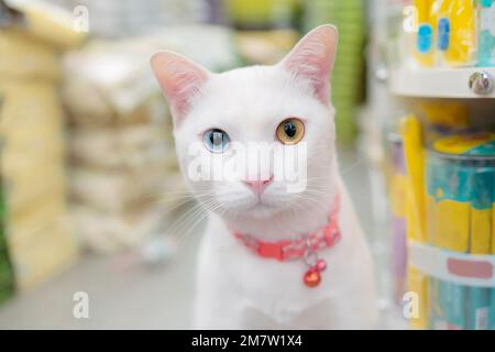 Primo piano Di Un gatto bianco con occhi dispari o colori occhi diversi sta guardando la macchina fotografica seriamente nei negozi di alimenti per animali domestici Foto Stock