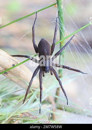 Dolomedes plantarius, comunemente noto come grande ragno zattera o ragno zattera fen, nido di guardia femminile Foto Stock