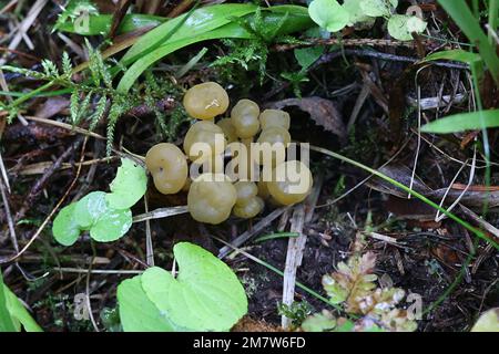 Leotia lubrica, comunemente noto come jelly baby o jellybaby, funghi selvatici dalla Finlandia Foto Stock