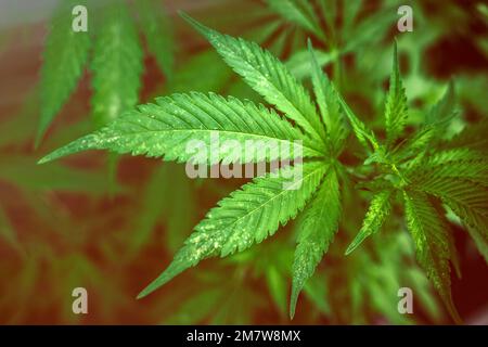 foglia di pianta di marijuana sotto la luce led. Coltivazione di cannabis al chiuso.. Foto Stock