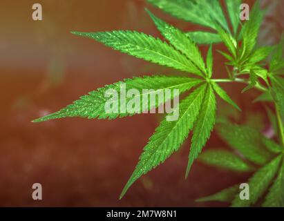 Foglia di marijuana sotto LED rosso coltivazione di cannabis per scopi medici. Foto Stock