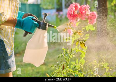 Donna con spruzzatore a mano spruzzatore rosa cespugli proteggere le piante Foto Stock