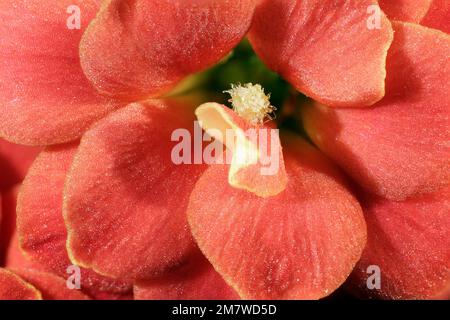 Fiore di una Kalanchoe blossfeldiana Foto Stock