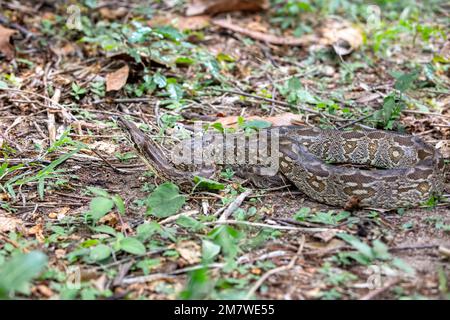 Boa di Dumeril, (Acrantophis dumerili), grande serpente endemico non velenoso nella famiglia Boidae sul groung. Parco Nazionale di Isalo. Madagascar fauna selvatica ani Foto Stock
