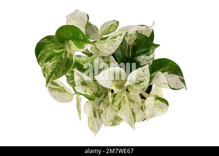 Vista dall'alto dell'Epipremnum Aureum Manjula tropicale pianta di pothos su sfondo bianco Foto Stock