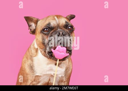 Divertente cane Bulldog francese cercando di mangiare San Valentino bacio labbra prop foto di fronte a sfondo rosa Foto Stock