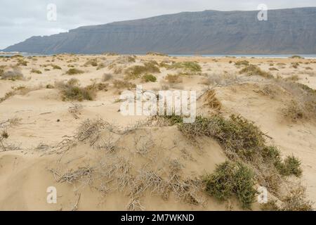 Paesaggio delle dune vicino a Montaña amarilla sull'isola di la Graciosa. Foto Stock