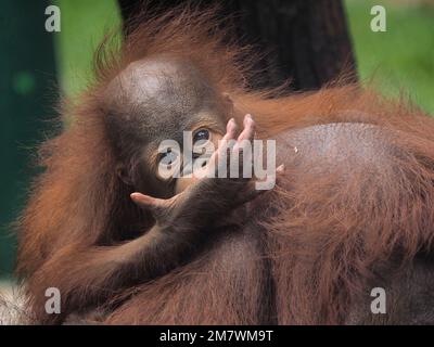 QUESTO ORANGUTAN BAMBINO è stato catturato come stava soffrendo da gennaio Blues mentre sedette sulla testa di sua madre una delle immagini da Giacarta, in Foto Stock